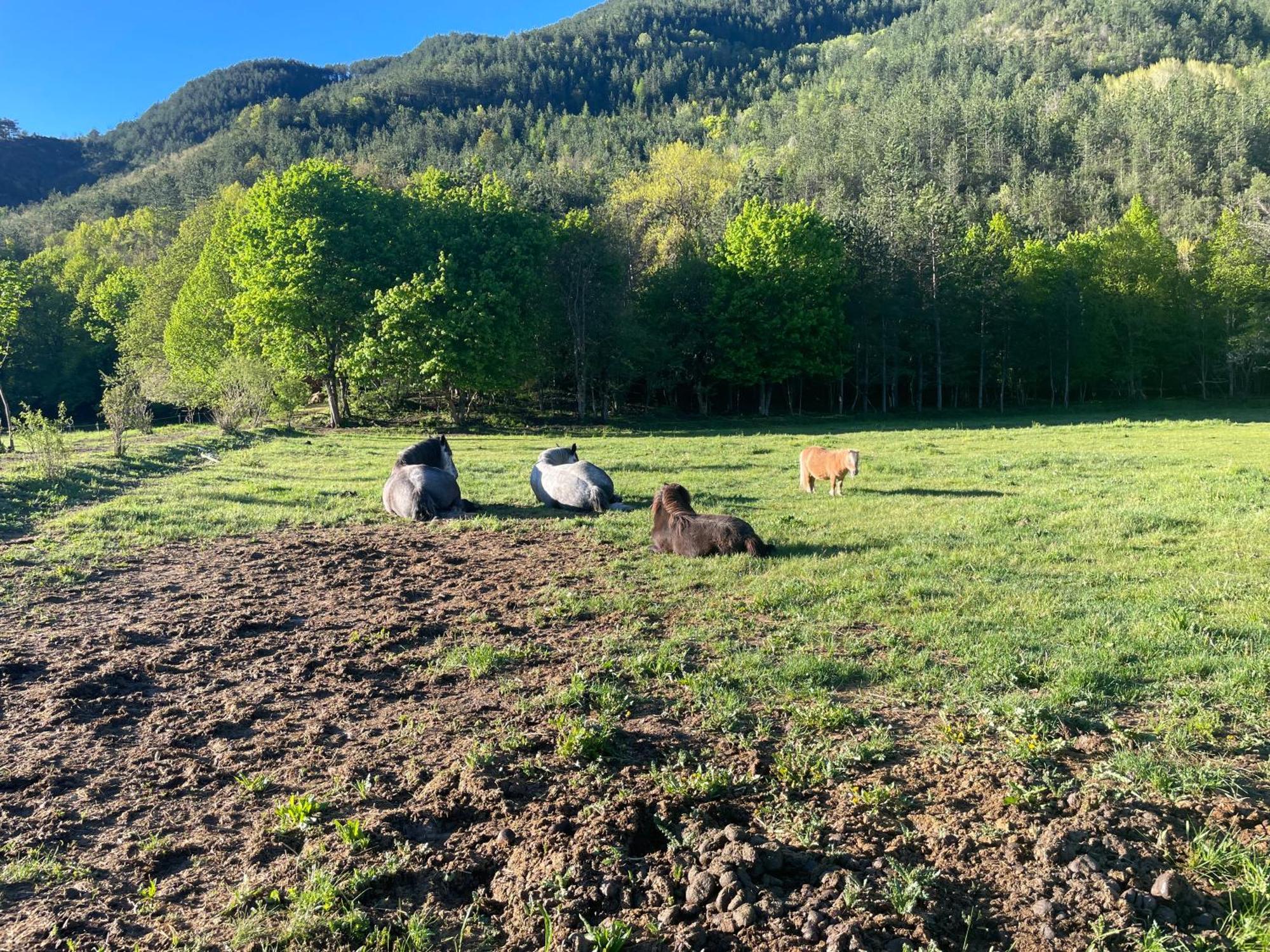 Gite D'Etape Bastide Petra Castellana Verdon カステラーヌ エクステリア 写真